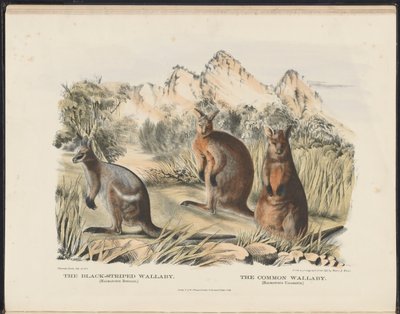 Zoogdieren van Australië (Krefft) Nla.obj-33627803-13 De zwartgestreepte wallaby en de gewone wallaby door Harriet Morgan