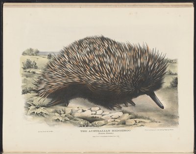 Zoogdieren van Australië (Krefft) Nla.obj-33627803-15 De Australische egel door Harriet Morgan