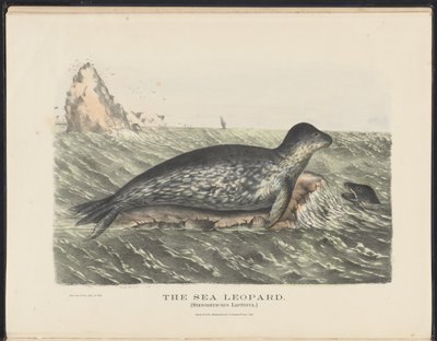 Zoogdieren van Australië (Krefft) Nla.obj-33627803-5 De zeeleeuw door Harriet Morgan