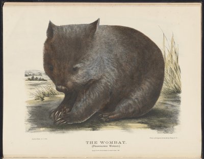 Zoogdieren van Australië (Krefft) Nla.obj-33627803-6 De wombat door Harriet Morgan