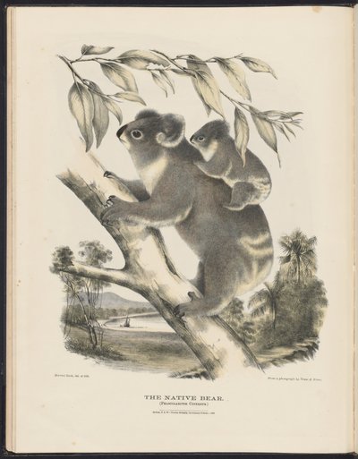 Zoogdieren van Australië (Krefft) Nla.obj-33627803-7 De inheemse beer door Harriet Morgan