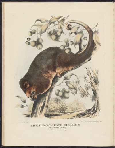 Zoogdieren van Australië (Krefft) Nla.obj-33627803-8 De ringstaartopossum door Harriet Morgan