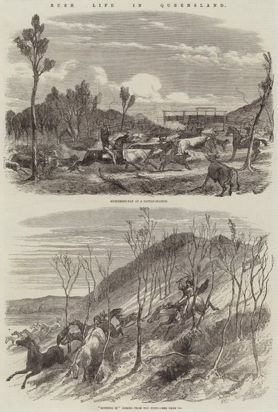 Leven in de bush in Queensland door Harrison William Weir
