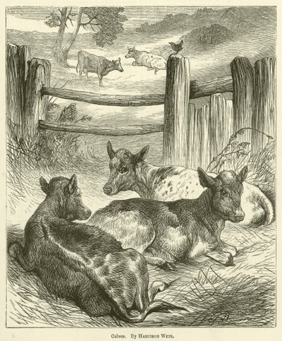 Kalveren door Harrison William Weir