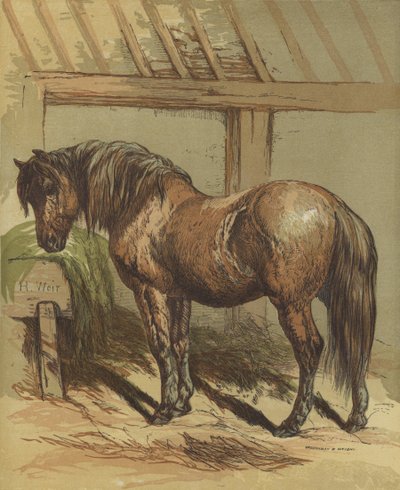 Charlie, het paard door Harrison William Weir
