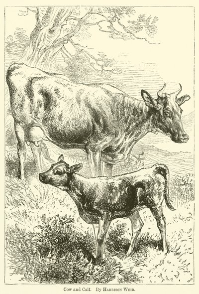 Koe en kalf door Harrison William Weir
