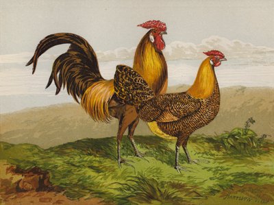 Goudgestreepte Hamburgers door Harrison William Weir