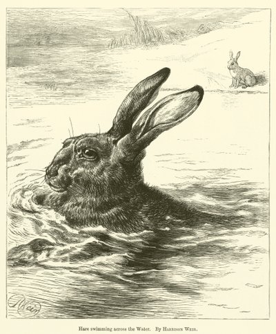 Haas zwemt over het water door Harrison William Weir