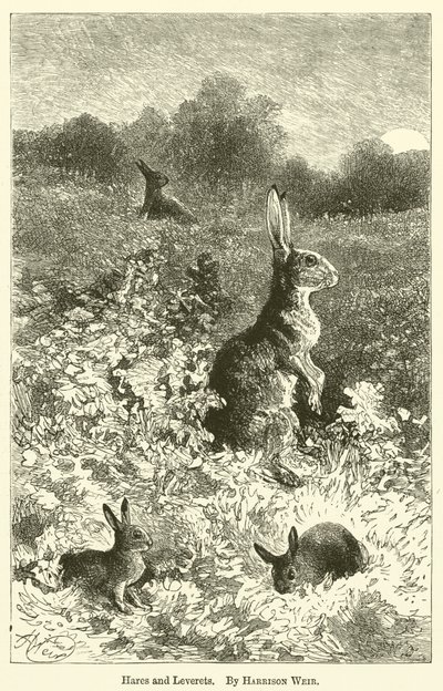 Hazen en jonge hazen door Harrison William Weir