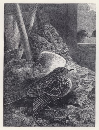Kleine roodborst veilig gehuisvest (gravure) door Harrison William Weir