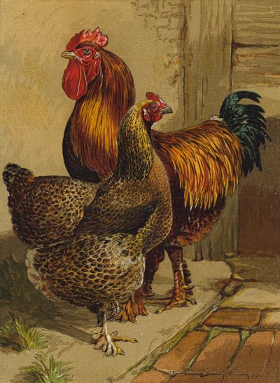 Patrijs Cochins door Harrison William Weir