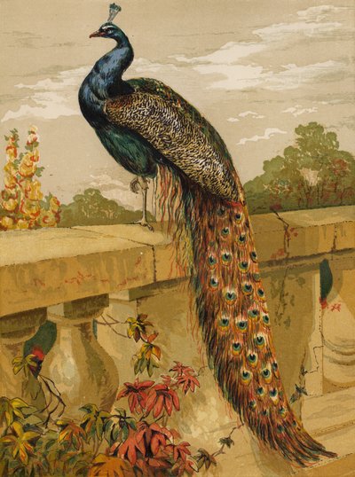 Pauw door Harrison William Weir