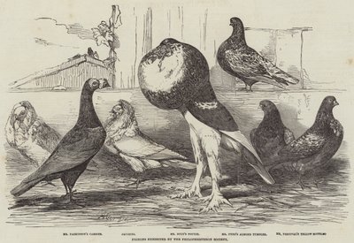 Duiven tentoongesteld door de Philoperisteron Society door Harrison William Weir