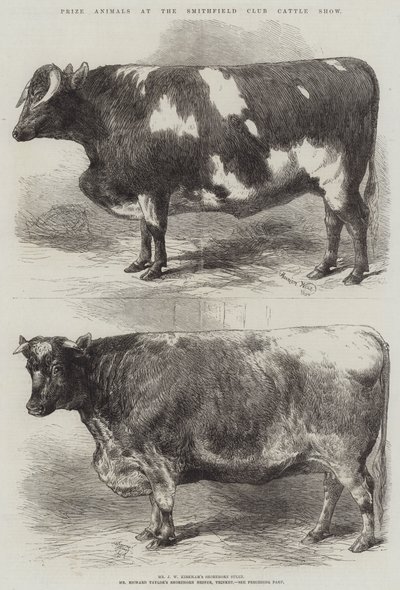Prijsdieren op de Smithfield Club Cattle Show door Harrison William Weir