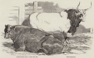 Prijsvee op de Royal Agricultural Society