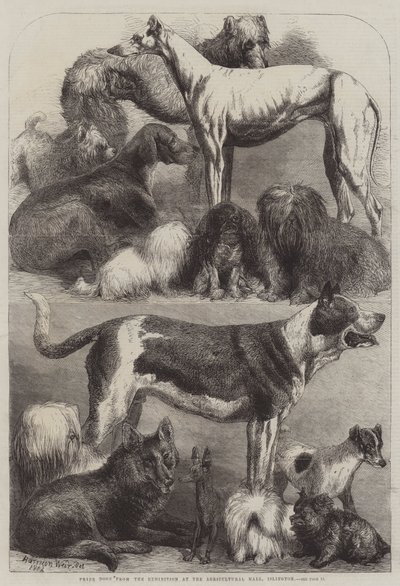 Prijswinnaars van de tentoonstelling in de Agricultural Hall, Islington door Harrison William Weir