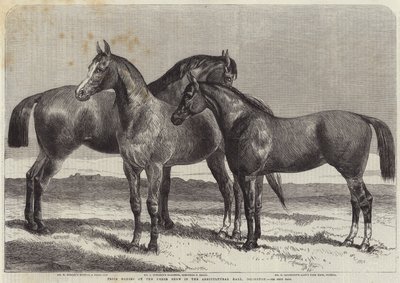 Prijs Paarden op de Paardenshow in de Agricultural Hall, Islington door Harrison William Weir