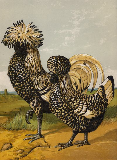 Zilverpoets door Harrison William Weir