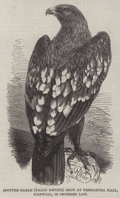 Gevlekte adelaar (Falco Nevius) geschoten bij Trebartha Hall, Cornwall, in december vorig jaar door Harrison William Weir