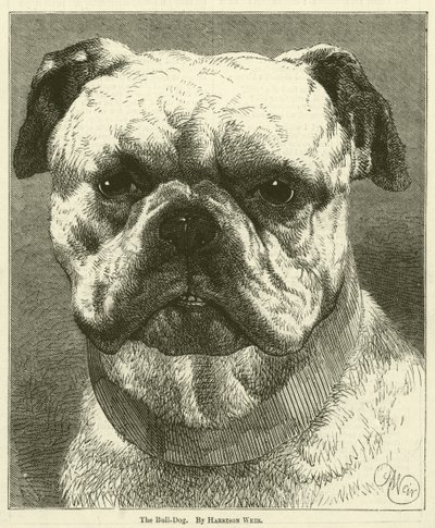 De Bulldog door Harrison William Weir