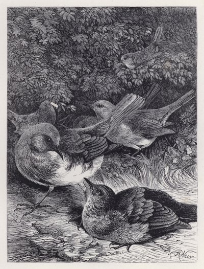 De hebzuchtige jonge roodborst door Harrison William Weir