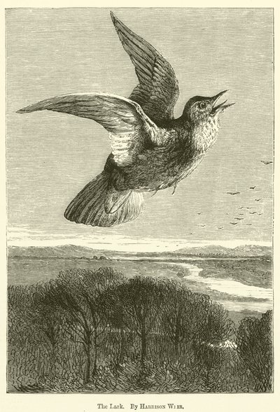 De leeuwerik door Harrison William Weir