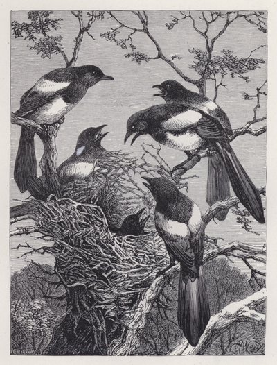 De eksters en hun nest (gravure) door Harrison William Weir