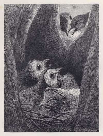 Het nest van jonge uilen door Harrison William Weir