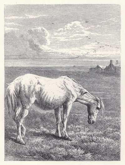 Het oude paard door Harrison William Weir