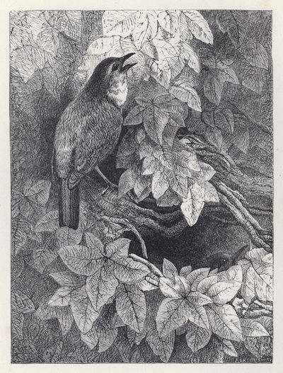 Het nest van de roodborstjes (gravure) door Harrison William Weir