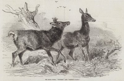 De Koninklijke Herten, Boswachter en Boerenroem door Harrison William Weir