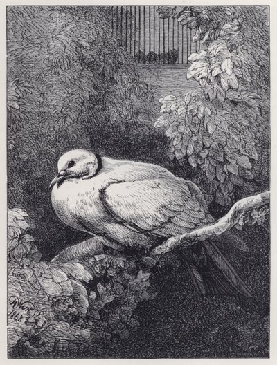 De ongelukkige duif door Harrison William Weir