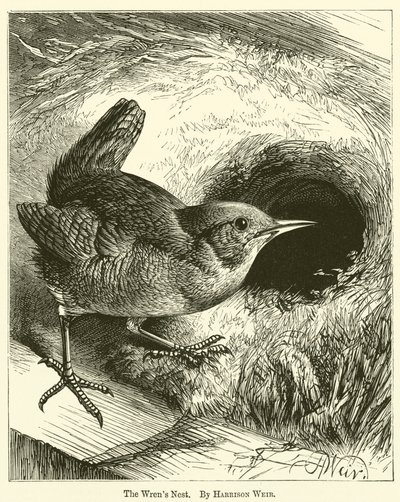 Het Wrens Nest door Harrison William Weir