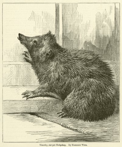 Timothy, onze huis-egel door Harrison William Weir