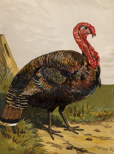 Kalkoen door Harrison William Weir
