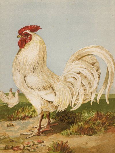 Witte Dorking door Harrison William Weir