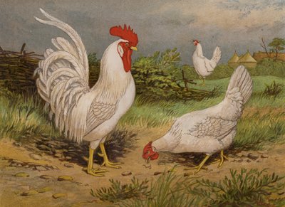 Witte Leghorns door Harrison William Weir