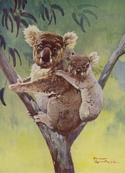 Koalabeer en joey in een eucalyptusboom, Australië door Harry Rountree