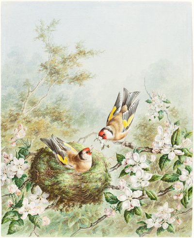 Goudvinken en hun Nest in een Appelboom door Harry Bright
