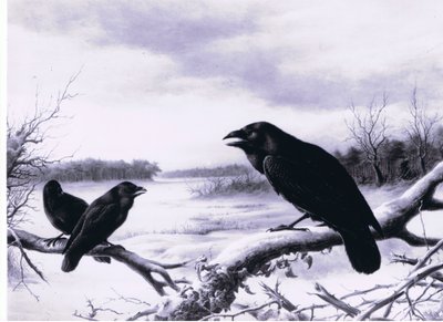 Raven in de winter door Harry Bright