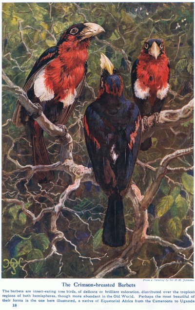 Karmozijnrood Gecreste Baardvogels, illustratie uit 