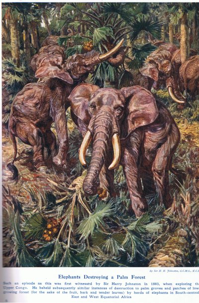 Olifanten die een palmbos vernietigen, illustratie uit 