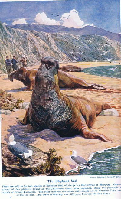 De zeeolifant, illustratie uit 