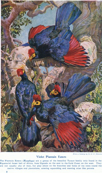 Violet Plantain Eaters, illustratie uit 