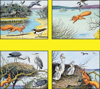 Kleine rode eekhoorn door Harry M. Pettit