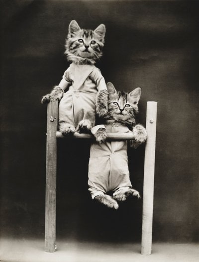 Kittieserie: Oefenen, c.1914 (zilverdruk) door Harry Whittier Frees
