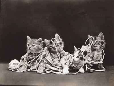 Kittieserie: Verward in garen, ca 1914 (zilverdruk) door Harry Whittier Frees