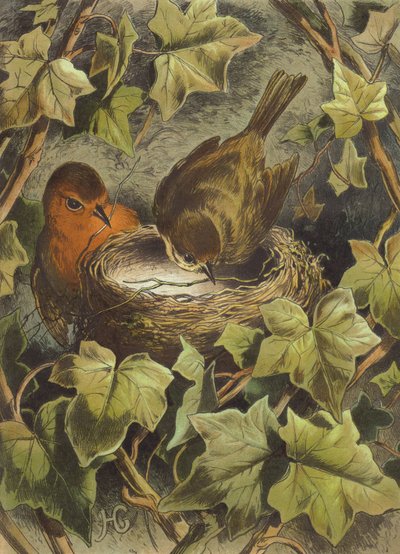 Roodborstje, nest aan het bouwen door Hector Giacomelli