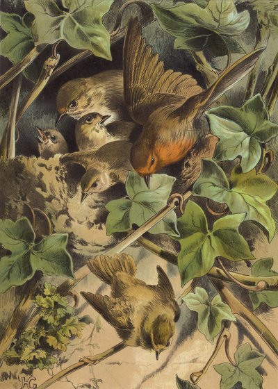 Roodborstje, verlaat het nest door Hector Giacomelli