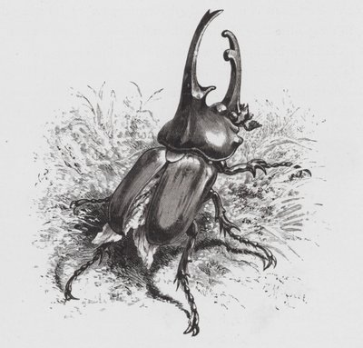 Het Insect: Kever door Hector Giacomelli